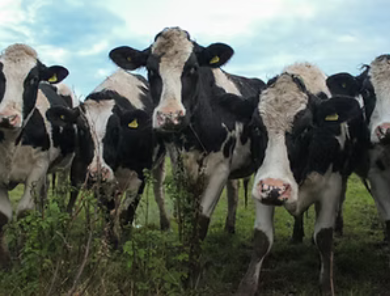 Wholly Gelato Farm (Elmore) - Image 3