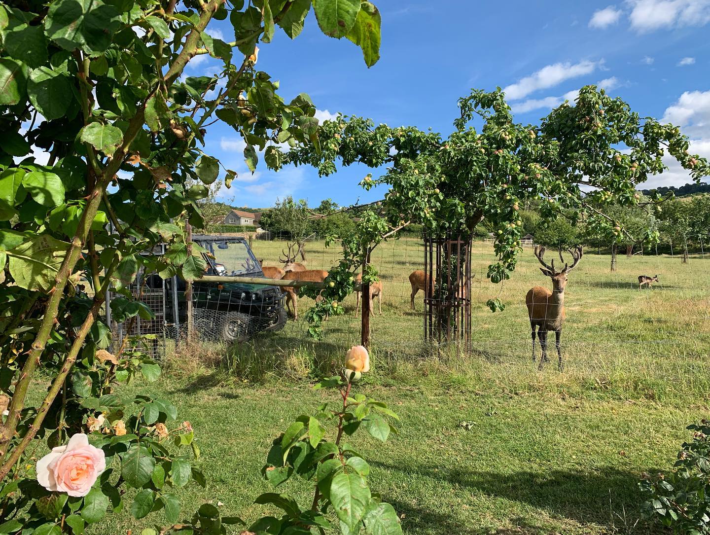 Deer Park Wines - Image 3