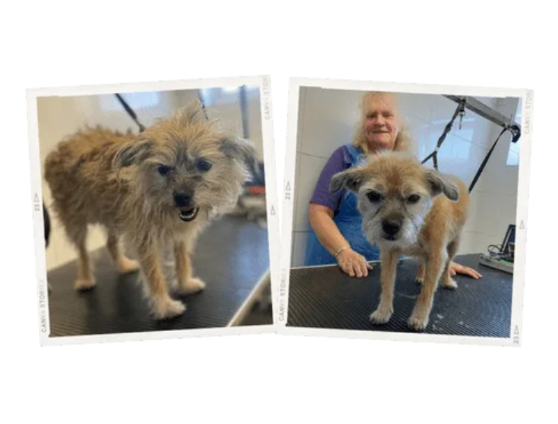 Short Bark and Sides - Image 3