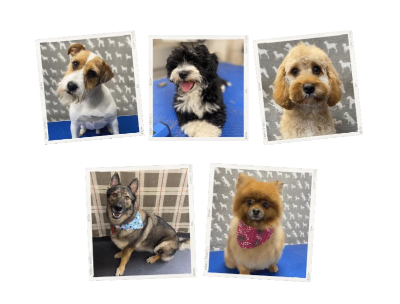 Short Bark and Sides - Image 2