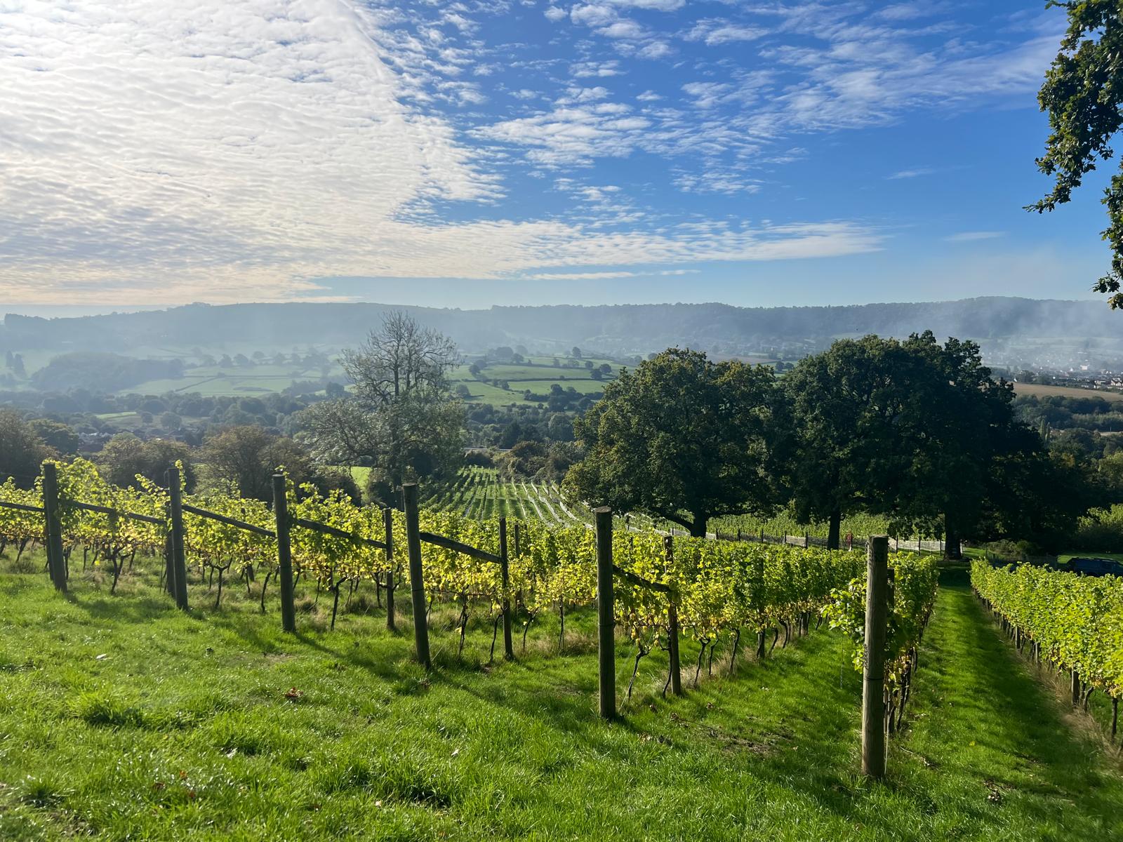 Woodchester Valley Vineyard  - Image 2