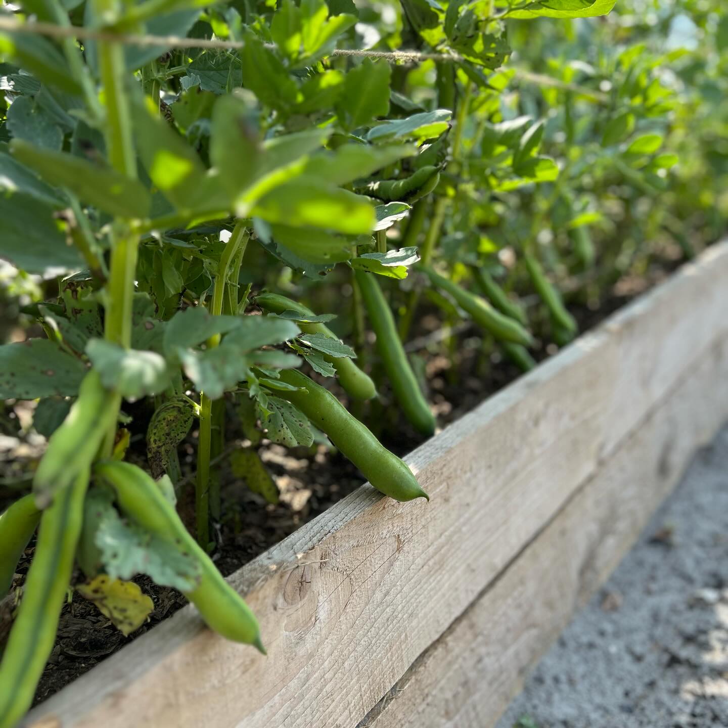 Roots + Seeds Kitchen Garden - Cirencester - Image 3