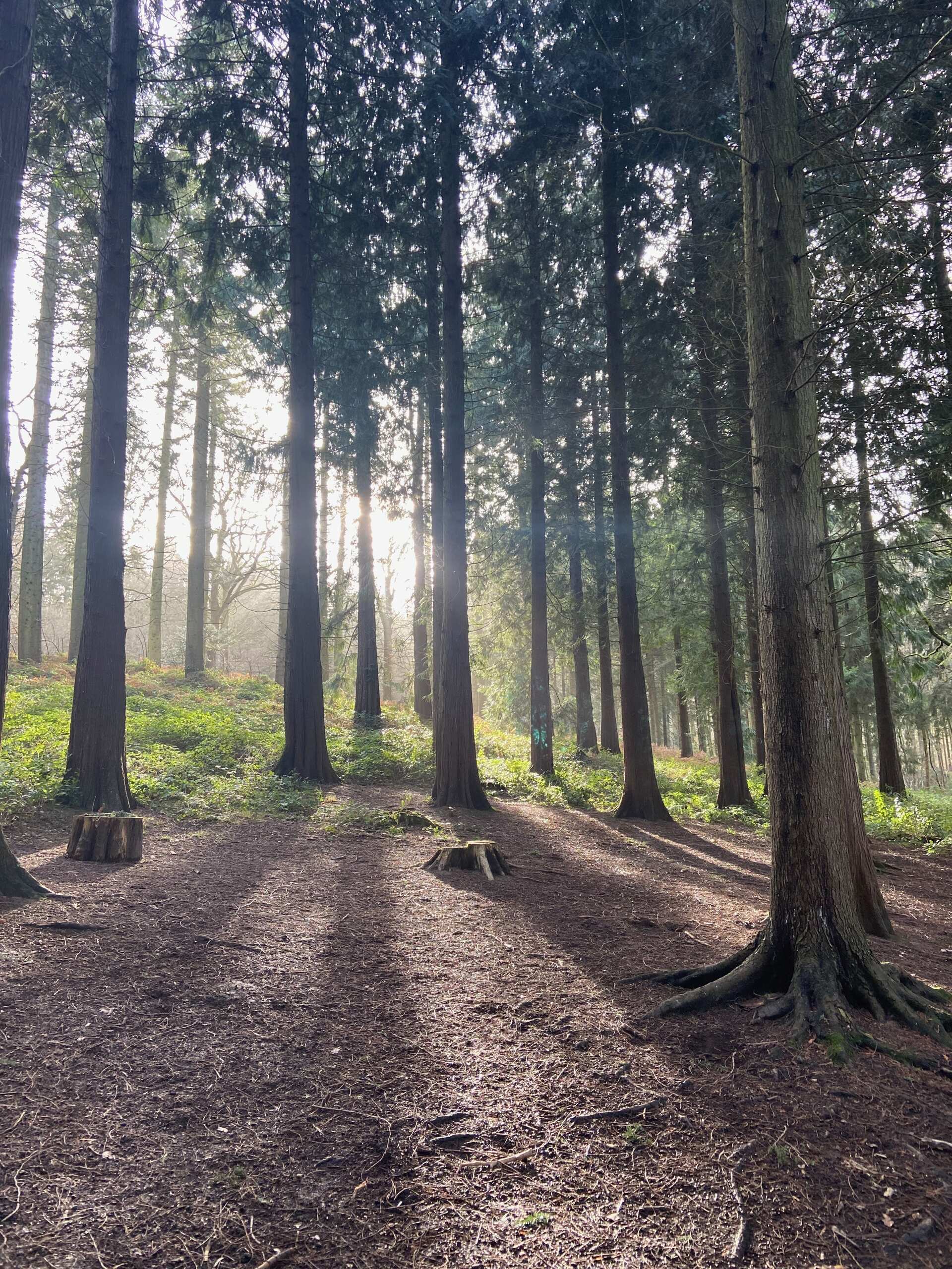 Acorn Play Forest School - Image 3