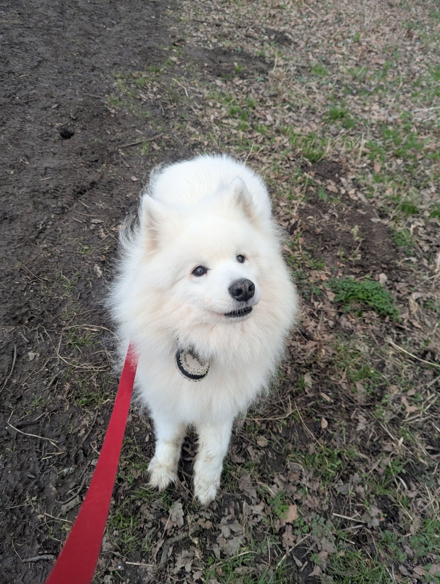 Hound and Hoof - Image 2