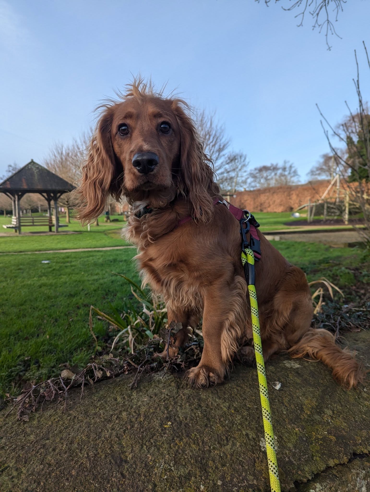 Hound and Hoof - Image 3