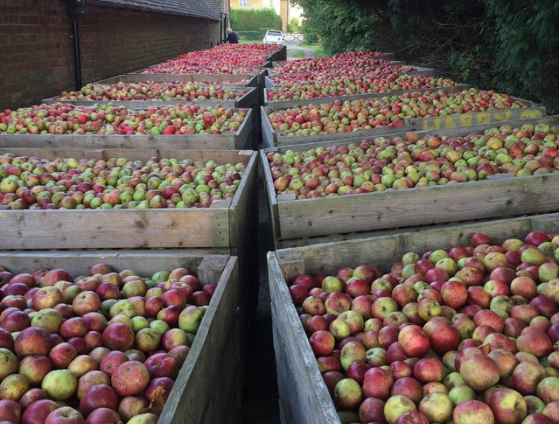 Pearson's Cider - Image 2