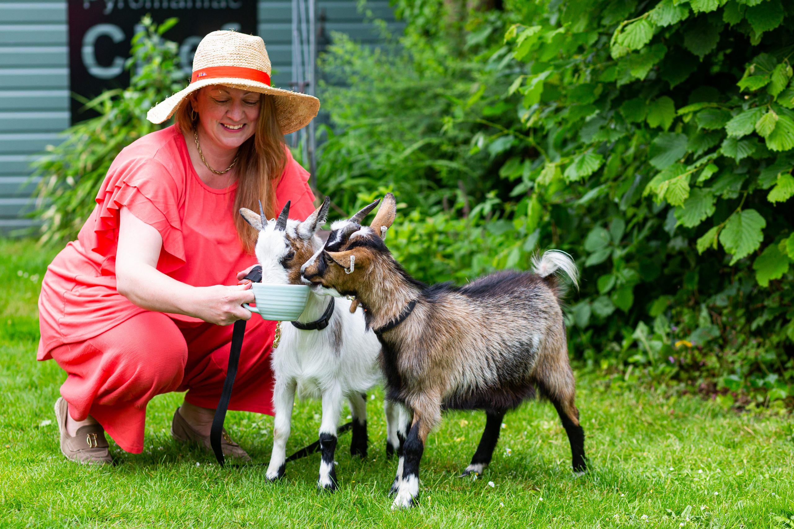 Pygmy Goat Picnics - Image 3